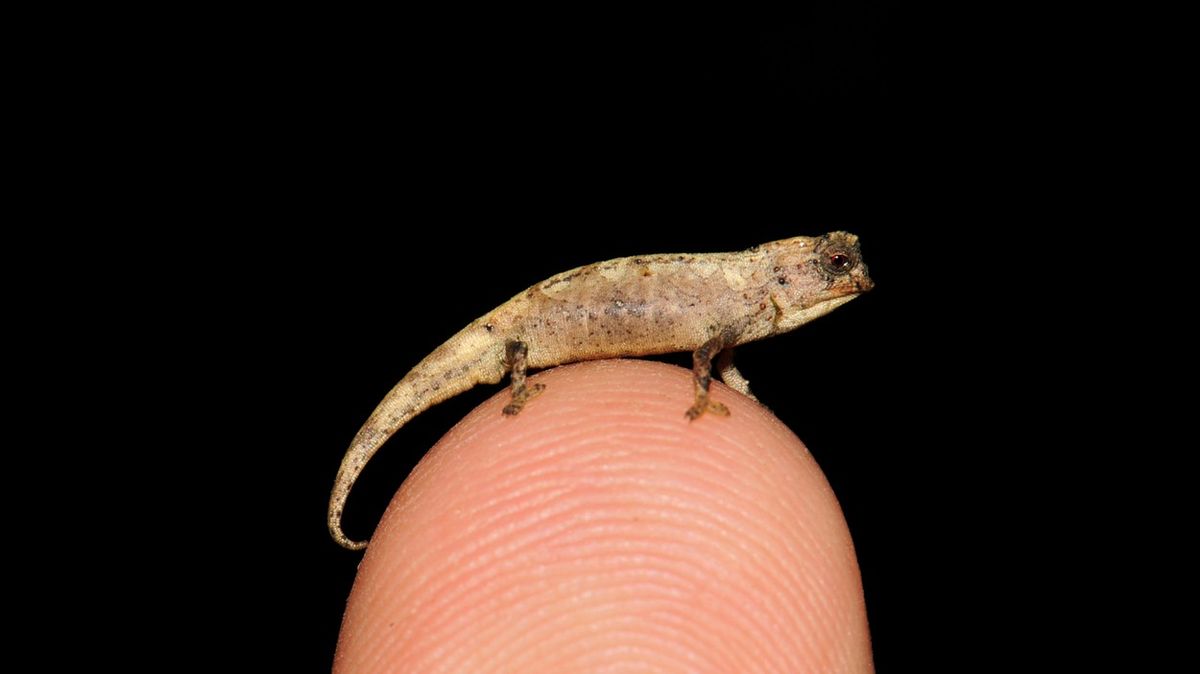 Vědci objevili chameleona velikosti semínka, zřejmě nejmenšího plaza na světě